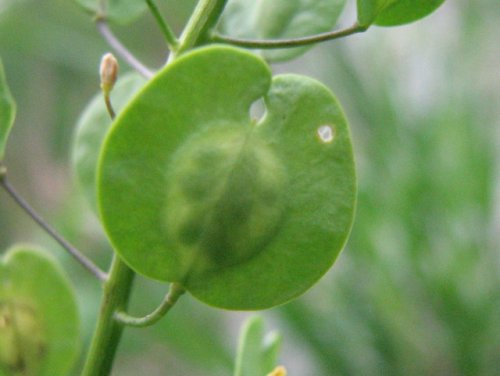 Field Pennycress (Thlaspi arvense)