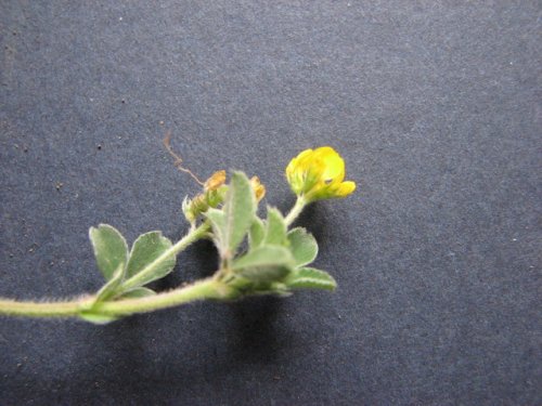 Little Medic (Medicago minima)