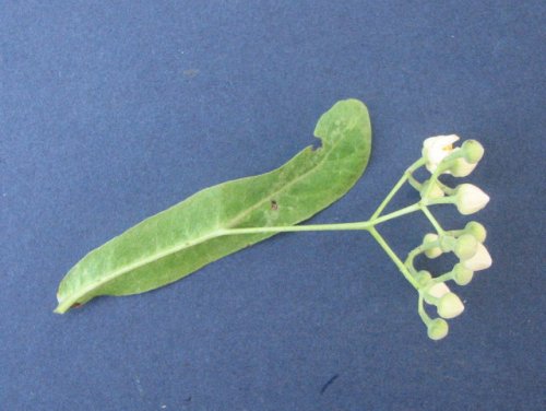 American Basswood (Tilia americana)