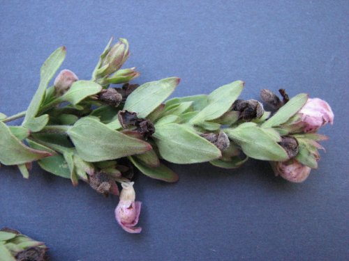 Earleaf Foxglove (Tomanthera auriculata)