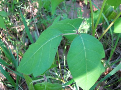 Poison Ivy (Toxicodendron radicans)