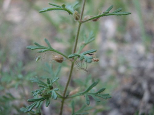 Narrowleaf Paleseed (Leucospora multifida)