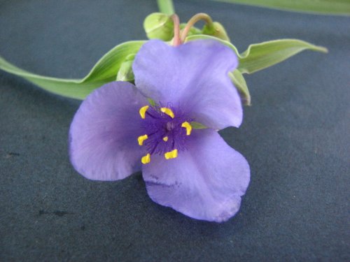 Ohio Spiderwort (Tradescantia ohiensis)