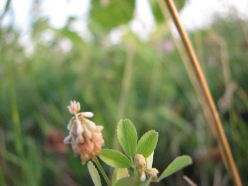 Hop Clover (Trifolium campestre)