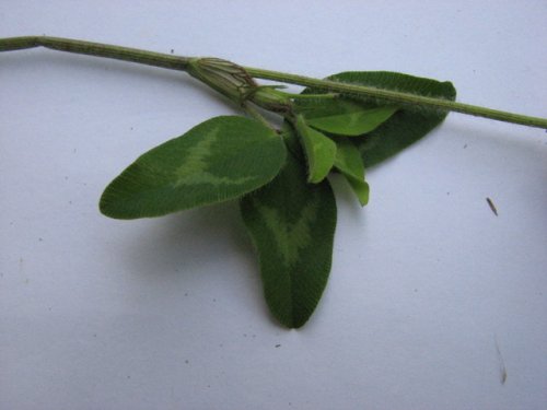 Red Clover (Trifolium pratense)