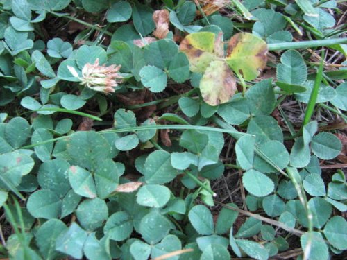 White Clover (Trifolium repens)