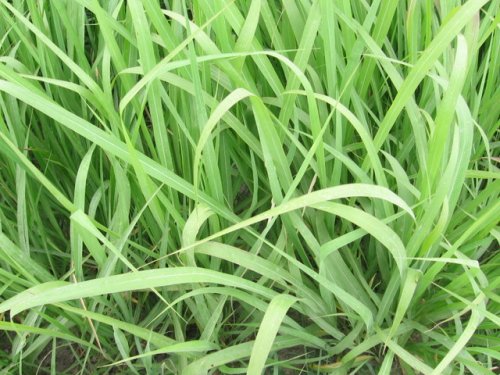 Gama Grass (Tripsacum dactyloides)