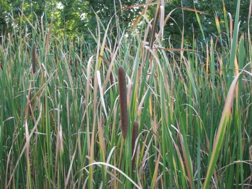 Narrowleaf Cattail (Typha angustifolia)