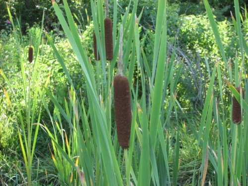 Broadleaf Cattail (Typha latifolia)