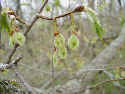 American Elm (Ulmus americana)