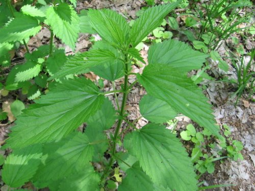 Stinging Nettle (Urtica dioica)