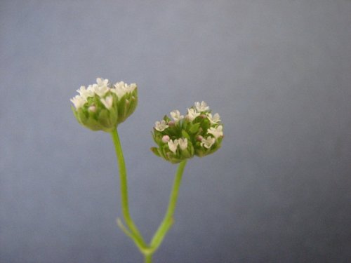 Beaked Cornsalad (Valerianella radiata)