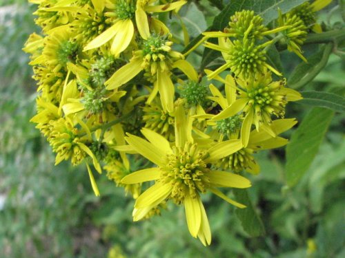 Wingstem (Verbesina alternifolia)