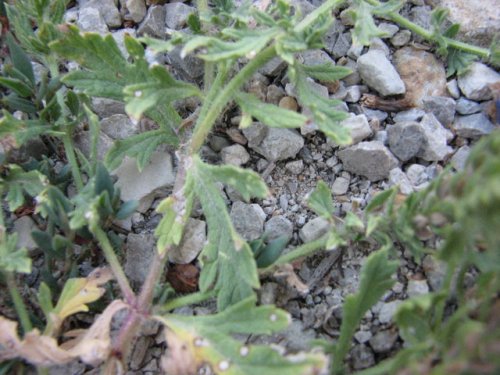 Bigbract Verbena (Verbena bracteata)