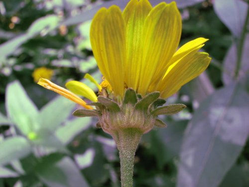 False Sunflower (Heliopsis helianthoides)