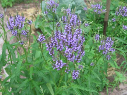 Blue Verbena (Verbena hastata)