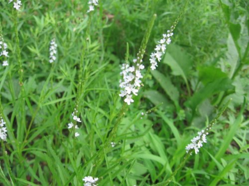 Narrowleaf Verbena (Verbena simplex)