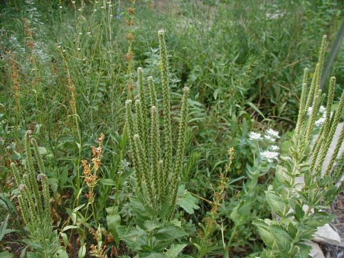 Woolly Verbena (Verbena stricta)