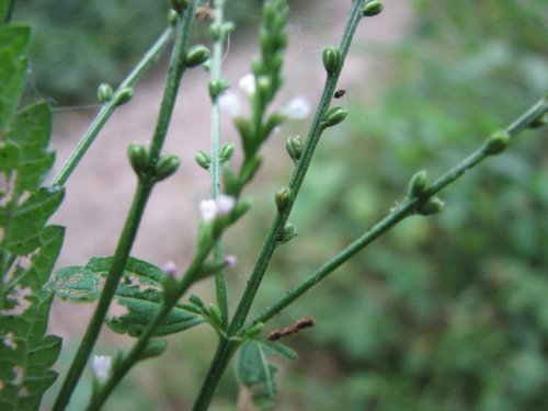 White Verbena (Verbena urticifolia)