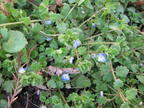 Wayside Speedwell (Veronica polita)