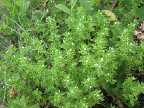 Corn Speedwell (Veronica arvensis)