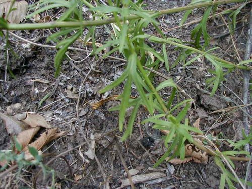 Finger Coreopsis (Coreopsis palmata)