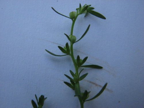 Purslane Speedwell (Veronica peregrina)