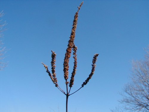 Culver's Root (Veronicastrum virginicum)