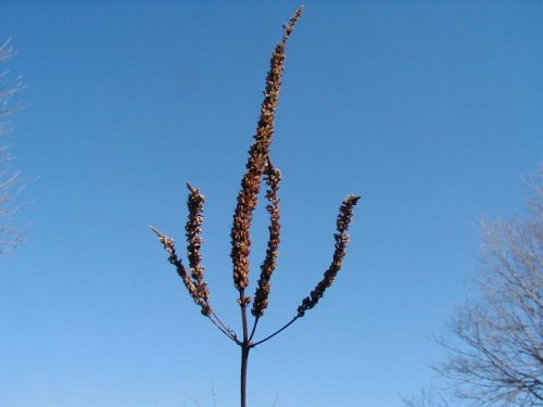 Culver's Root (Veronicastrum virginicum)