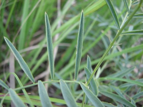 American Vetch (Vicia americana)