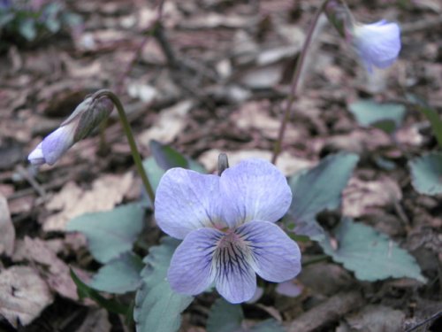 Common Blue Violet (Viola sororia)