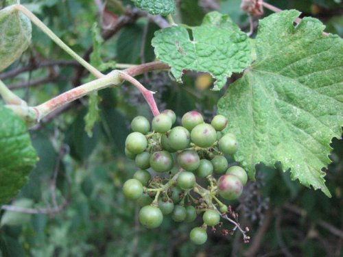 Grayback Grape (Vitis cinerea)