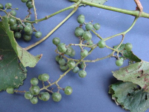 Riverbank Grape (Vitis riparia)