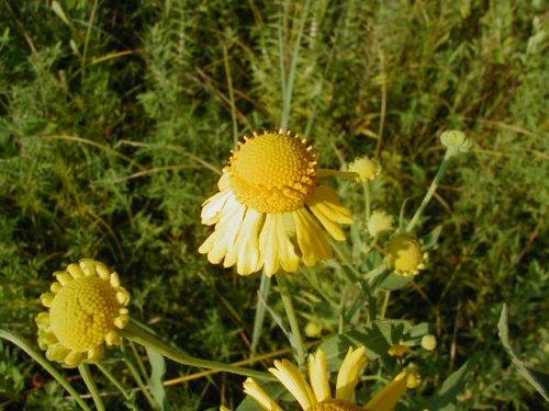 Sneezeweed (Helenium autumnale)