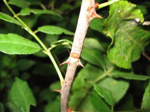 Prickly Ash (Zanthoxylum americanum)