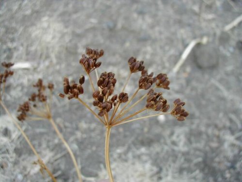 Golden Alexanders (Zizia aurea)