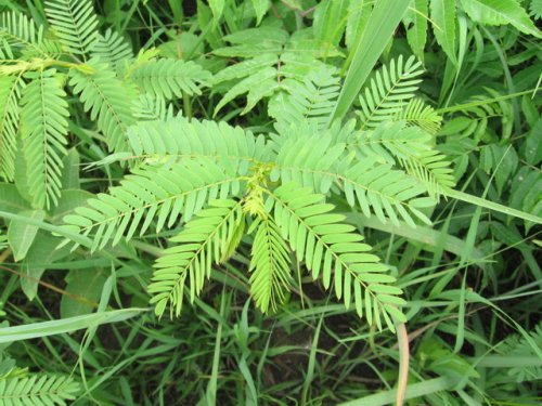 Partridge Pea (Chamaecrista fasciculata)