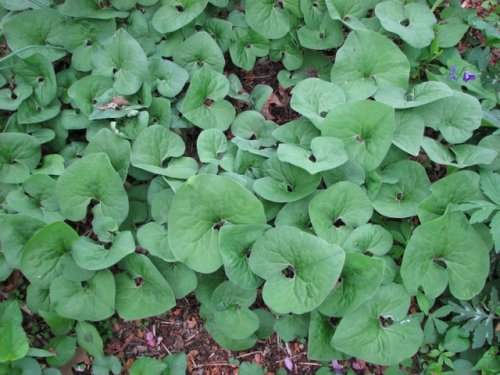 Canada Wild Ginger (Asarum canadense)