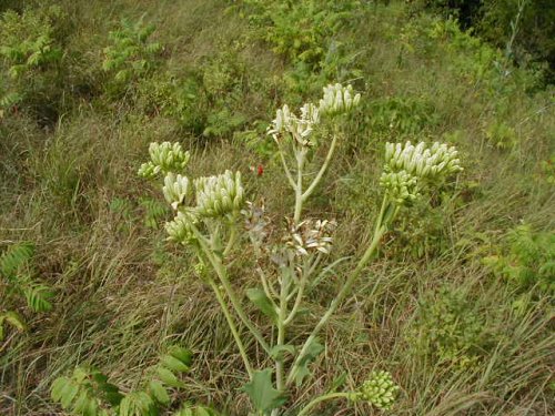 Pale Indian Plantain (Arnoglossum atriplicifolium)