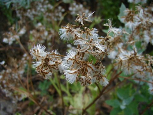 Tuberous Indian Plantain (Arnoglossum plantagineum)