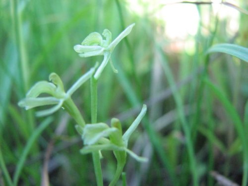 Loesel's twayblade (Liparis loeselii)