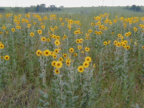 Ashy Sunflower (Helianthus mollis)