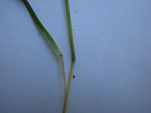 Nodding Fescue (Festuca subverticillata)