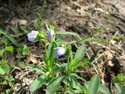 Johny Jump Up (Viola bicolor)