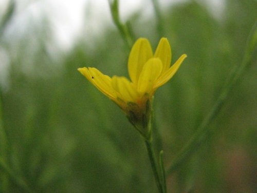 Prairie Broomweed (Amphiachyris dracunculoides)