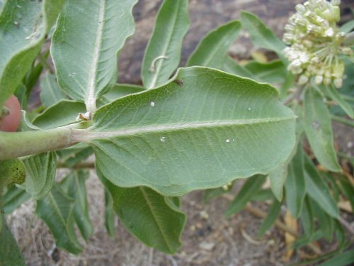 Green Milkweed (Asclepias viridiflora)