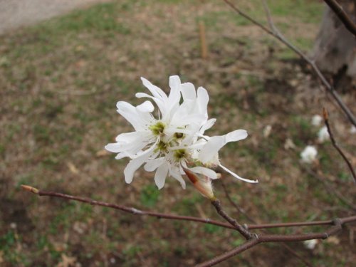 Downy Serviceberry (Amelanchier arborea)