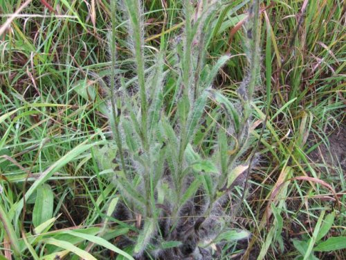 Long-bearded Hawkweed (Hieracium longipilum)