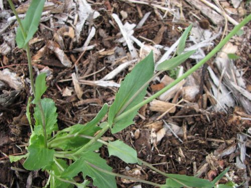 clasping-leaf pepper-grass (Lepidium perfoliatum)