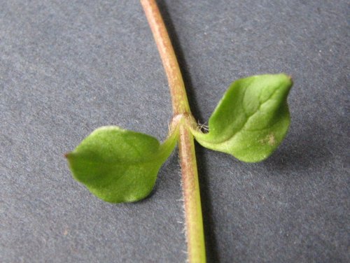 common chickweed (Stellaria media)